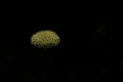 Hermas ciliata