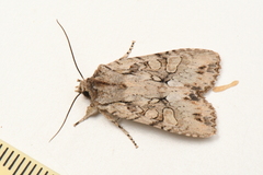 Lithophane disposita