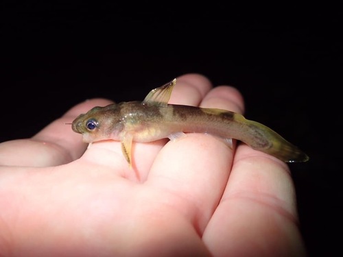 Caddo madtom (Noturus taylori) — Ictaluridae — 2