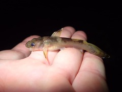 Noturus taylori