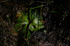 Hermas ciliata
