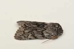 Brachionycha borealis