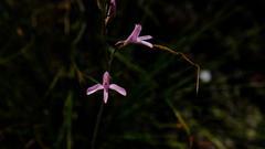 Disa gladioliflora