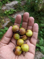 Griffitharia vestita
