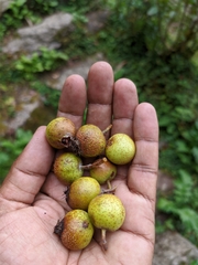 Griffitharia vestita