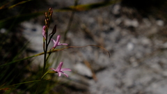 Disa gladioliflora