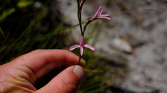 Disa gladioliflora