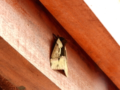 Dirphiopsis multicolor