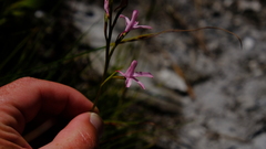 Disa gladioliflora