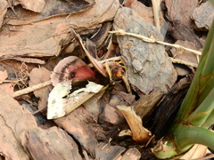 Dirphiopsis multicolor