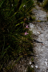 Disa gladioliflora