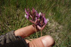 Astragalus brachylobus