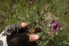 Astragalus brachylobus