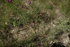 Astragalus brachylobus