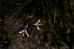 Disa gladioliflora