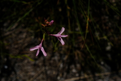 Disa gladioliflora