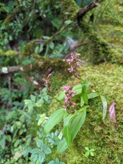 Satyrium nepalense ciliatum