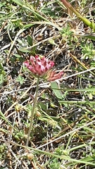 Anthyllis vulneraria rubriflora