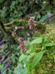 Satyrium nepalense ciliatum