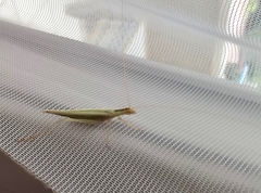 Oecanthus