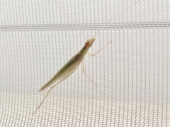 Oecanthus