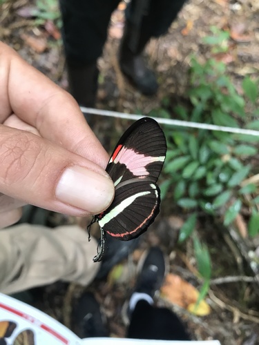 Heliconius besckei