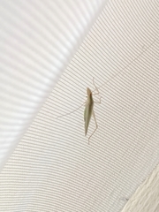 Oecanthus