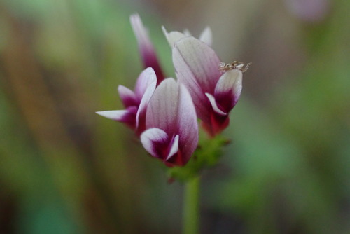 iNaturalist observation photo of white-tipped clover