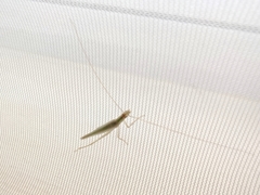 Oecanthus