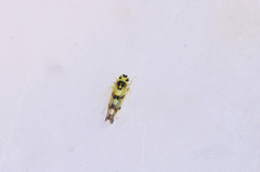 Eupteryx atropunctata