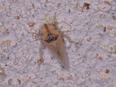 Xerophloea viridis