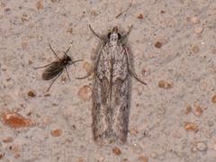 Myelopsis alatella