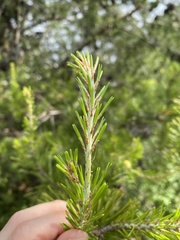 Pinus virginiana