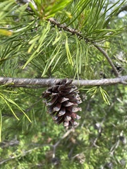 Pinus virginiana