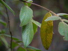 Diospyros saldanhae