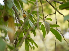 Diospyros saldanhae