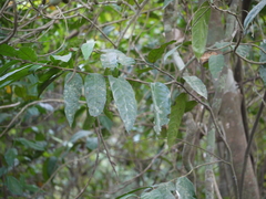 Diospyros saldanhae