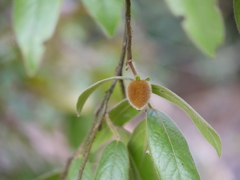 Diospyros saldanhae