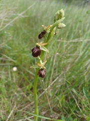 Ophrys fusca