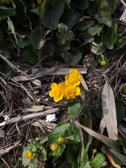 Caltha palustris
