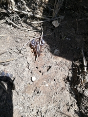 Euscorpius tergestinus