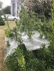 Tetranychus lintearius