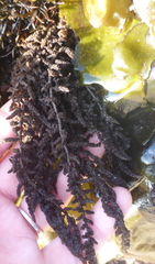 Callithamnion pikeanum