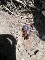 Euscorpius tergestinus