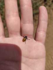 Labidostomis longimana