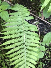 Deparia