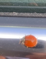 Harmonia axyridis