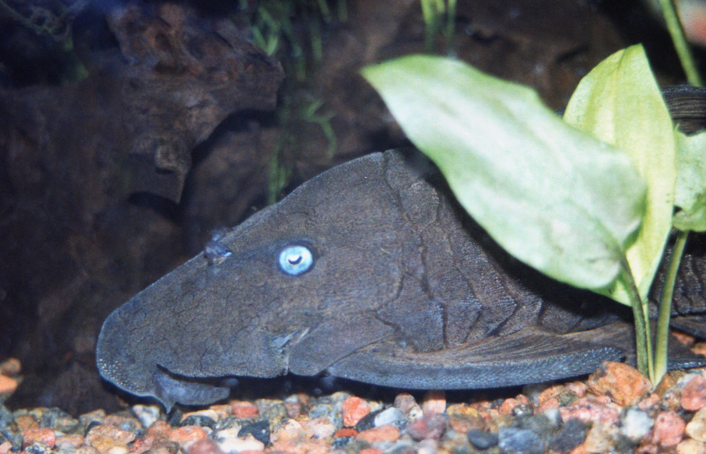 Blue-Eyed Plec