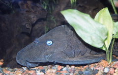 Blue-Eyed Plec photo 1