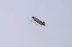 Glyphipterix simpliciella
